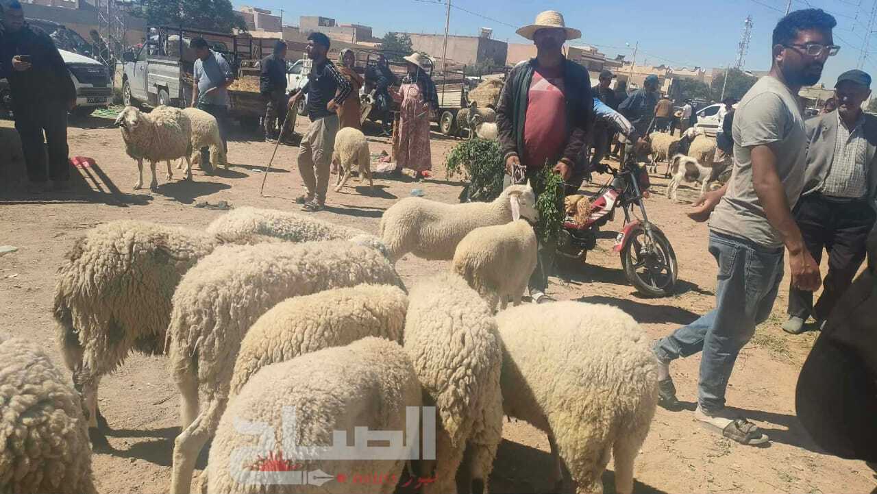  حركية لافتة واقبال على سوق بيع الأضاحي بمدينة القصرين  